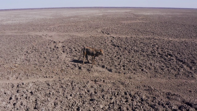鸟瞰图上，一只营养不良、口渴的小鹿因干旱和气候变化而筋疲力尽地站在干涸的恩加米湖中央，博茨瓦纳奥卡万戈三角洲视频下载