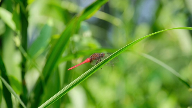 红蜻蜓在草上休息视频素材
