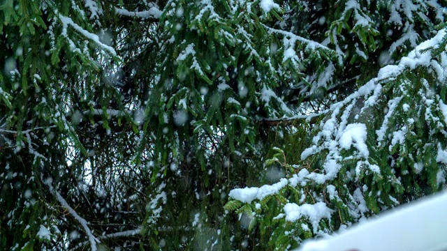 美丽的云杉在冬天视频素材