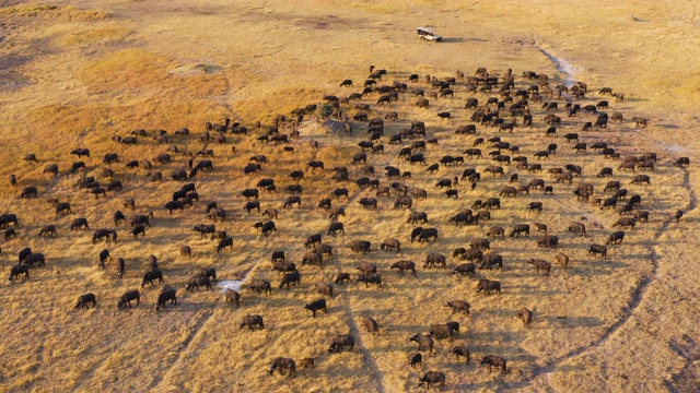 鸟瞰图的游客在一个4x4越野车观看一大群水牛放牧在奥卡万戈三角洲，博茨瓦纳视频下载