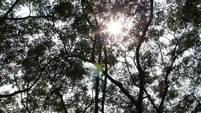 汽车经过时，阳光透过一根大树枝照射进来。视频素材