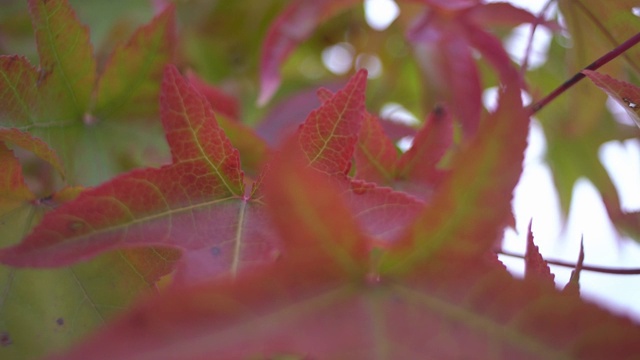 秋季植物视频下载