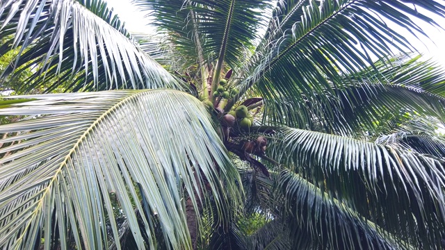 越南，康岛，树上的一堆绿椰子视频下载
