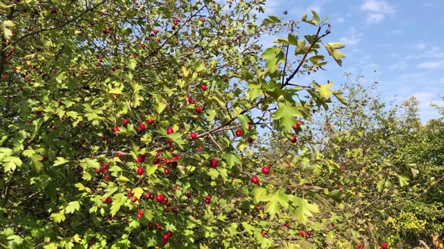 在一个阳光明媚的秋日，森林里一棵长满成熟浆果的山楂树的树枝在风中摇摆视频下载