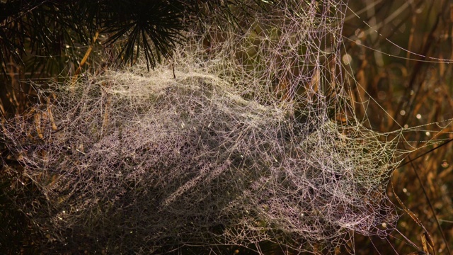 蜘蛛网在秋日下闪闪发光视频下载