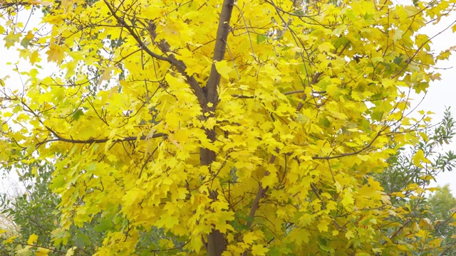 秋天的风景。枫树在风中长着绿叶视频素材