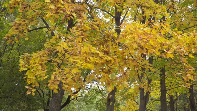 秋天的公园有黄色和红色的树叶视频素材