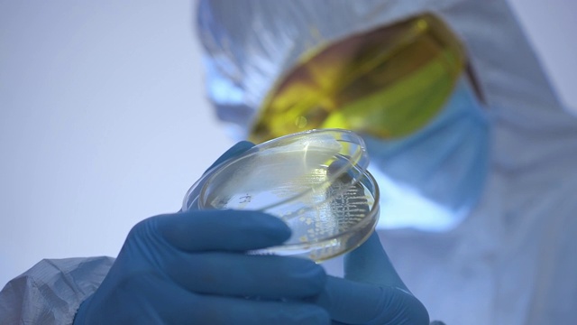 科学家检查并打开装有细菌的培养皿。视频素材