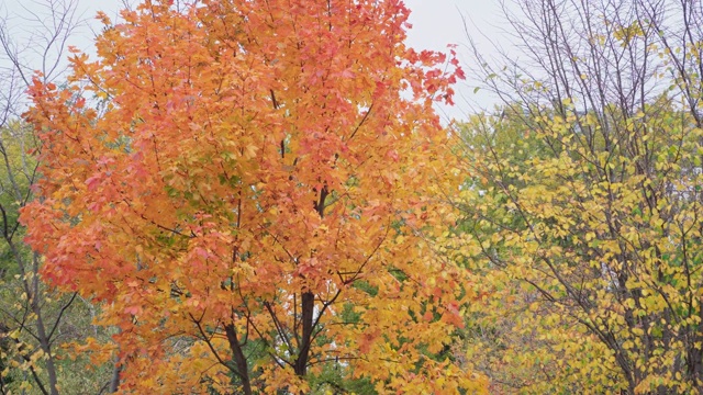 秋天的风景。枫树在风中长着红叶视频素材