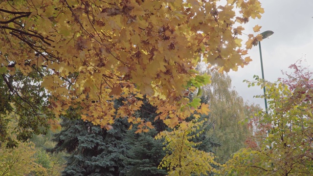 秋天的公园有黄色和红色的树叶视频素材