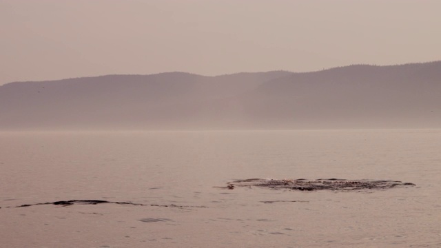 座头鲸在日落时的侥幸行为视频素材