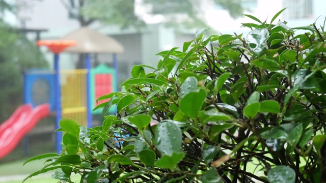 泰国雨季花园里的大雨。视频素材