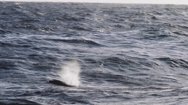 虎鲸与北海捕鱼业的互动视频素材