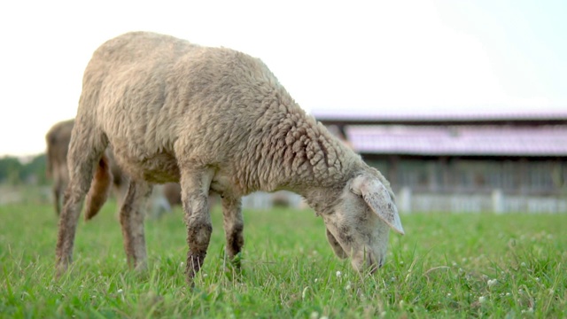 羊群在绿草地上的草地上。视频素材
