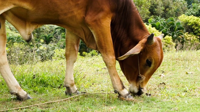 红棕色的公牛吃草。日本视频素材