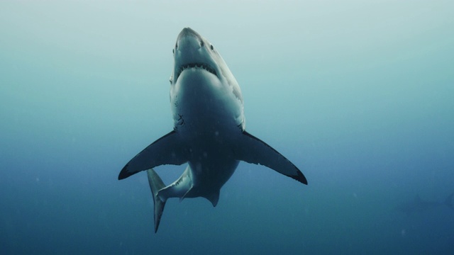 大白鲨视频下载