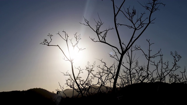 光秃秃的冬天落叶树在日落视频素材