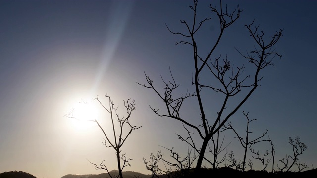 光秃秃的冬天落叶树在日落视频素材