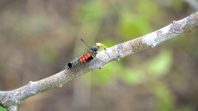 一只毛毛虫在树干上移动，动物和野生动物与自然的视频片段，蠕虫在树枝上视频下载