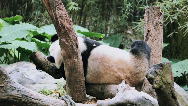 熊猫睡觉视频素材