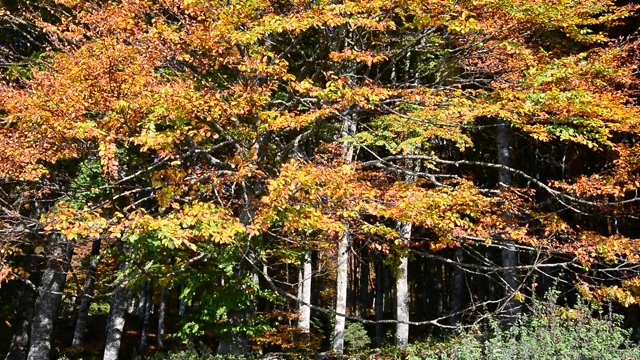 风吹着秋天枯黄的树叶视频下载