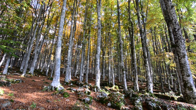 风吹在森林里的最后一片秋叶上视频下载