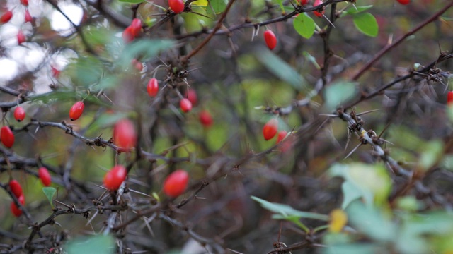 成熟的红浆果挂在灌木丛上。小檗的多刺灌木特写。视频下载