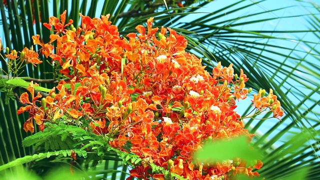 红caesalpinarpulcherrima花盛开和棕榈叶背景视频下载