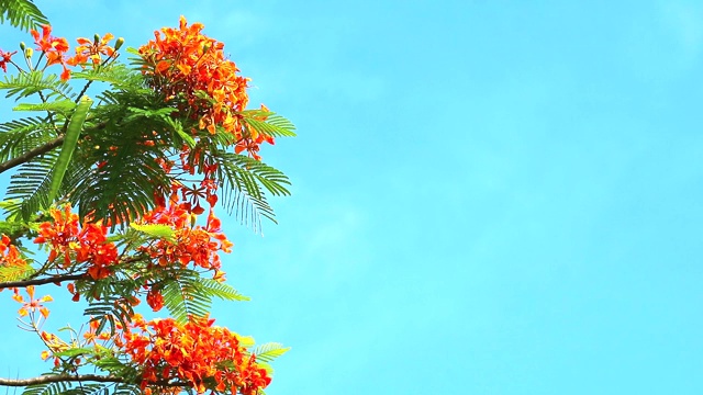 红Caesalpinia pulcherrima花朵盛开在雨季蓝天背景视频下载