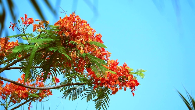 红Caesalpinia pulcherrima的花盛开在雨季，模糊的叶子视频素材