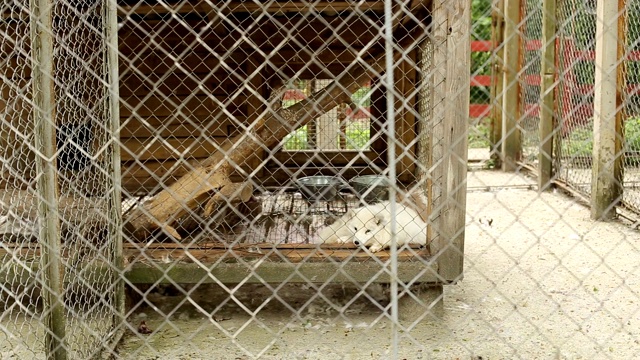 一只美丽的白狐狸躺在动物园的笼子里，看着镜头视频素材