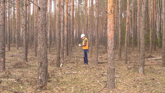 年轻的白种雄性森林管理员检查森林中的树木的损坏和树皮甲虫，森林的卫生砍伐视频下载