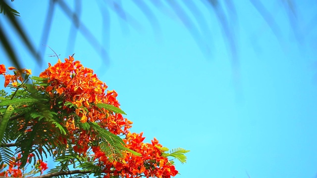 红Caesalpinia pulcherrima花朵盛开，模糊棕榈叶蓝天背景视频素材