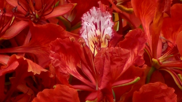 火焰树红色花朵的特写。视频素材