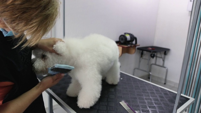 女性美容师用动物刷子在美容沙龙刷比雄卷毛视频素材