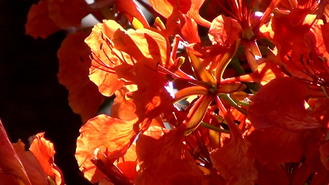 阳光照在艳丽的花朵上。视频素材
