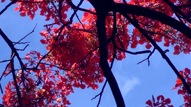 红色的花朵随风摇曳，映衬着蓝色的天空。视频素材