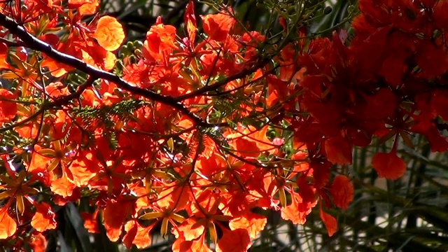 盛开的艳丽的花。视频素材