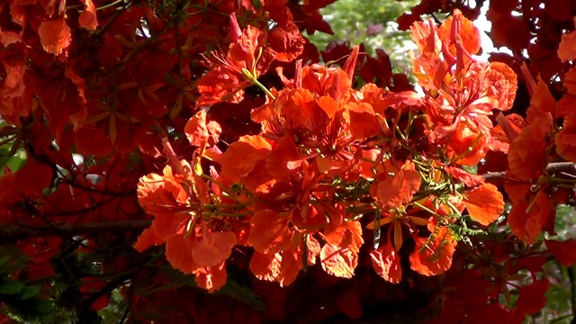 盛开的艳丽的花。视频素材