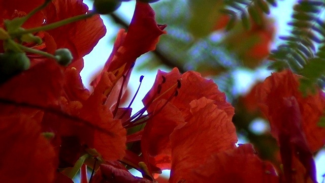 在模糊的背景下，火焰树花的极端特写。视频素材