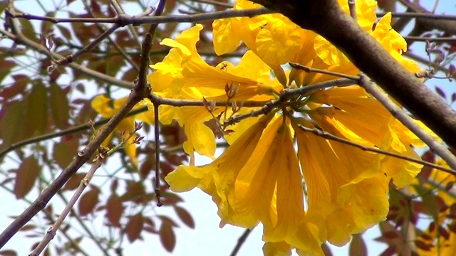 近距离拍摄的黄色花的喇叭树(Tabebuia aurea)。视频下载