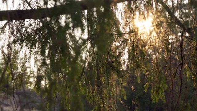 午后的阳光透过在风中飘动的云杉树枝照射下来视频素材