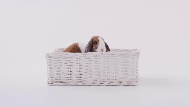 工作室拍摄的微型棕色和白色翻耳兔坐在篮子床上的白色背景视频下载