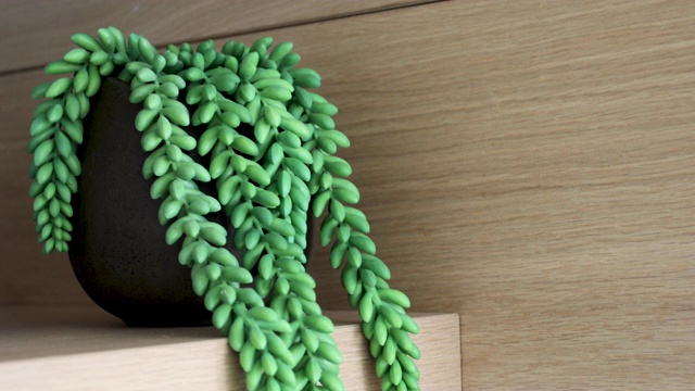 室内蕨类在木架上-家庭装饰视频素材