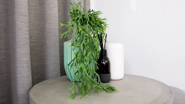 室内植物在边桌上-家庭装饰视频素材