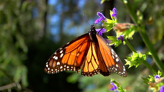 橙色和黑色帝王蝶(Siproeta Epaphus)站在一朵紫色的花上视频下载