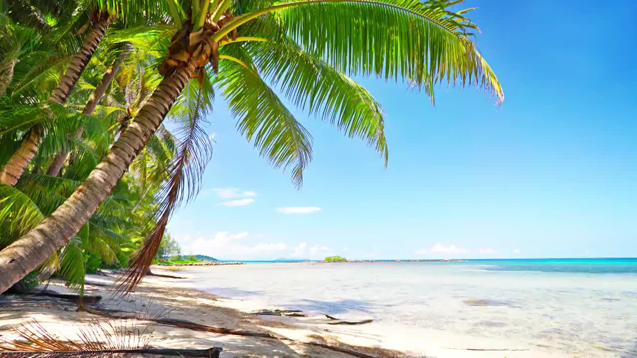 棕榈树。Luxuty海滩。旅行。假期视频素材