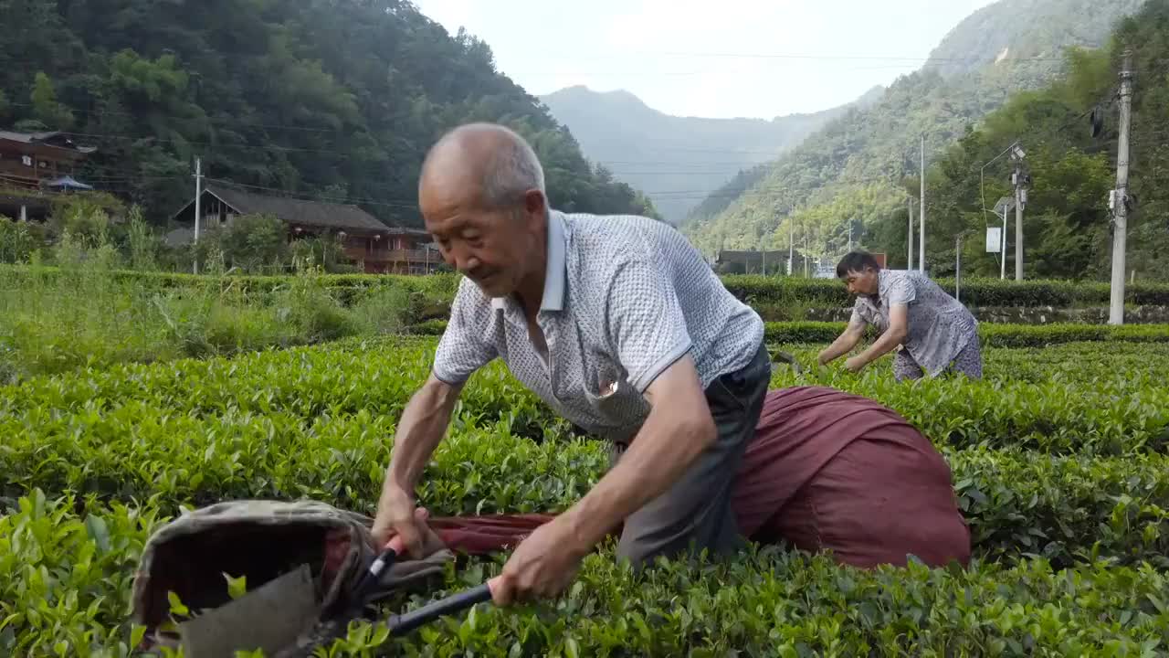 中国农民收割茶,湖北。视频下载