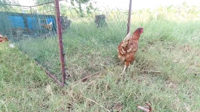 矮脚鸡在绿草地上苏醒的镜头视频素材