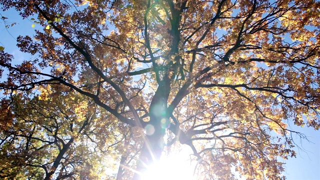 秋天。树梢上长着黄叶。视频素材